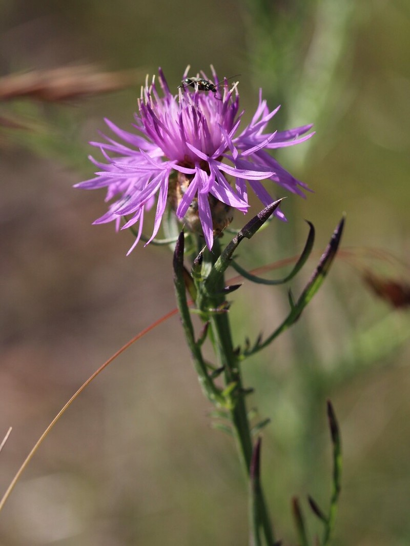 Centaurea cristata photo 3