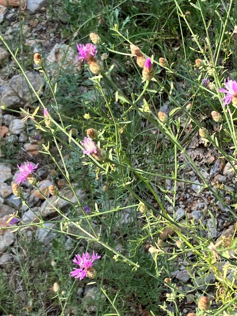 Centaurea cristata photo 4