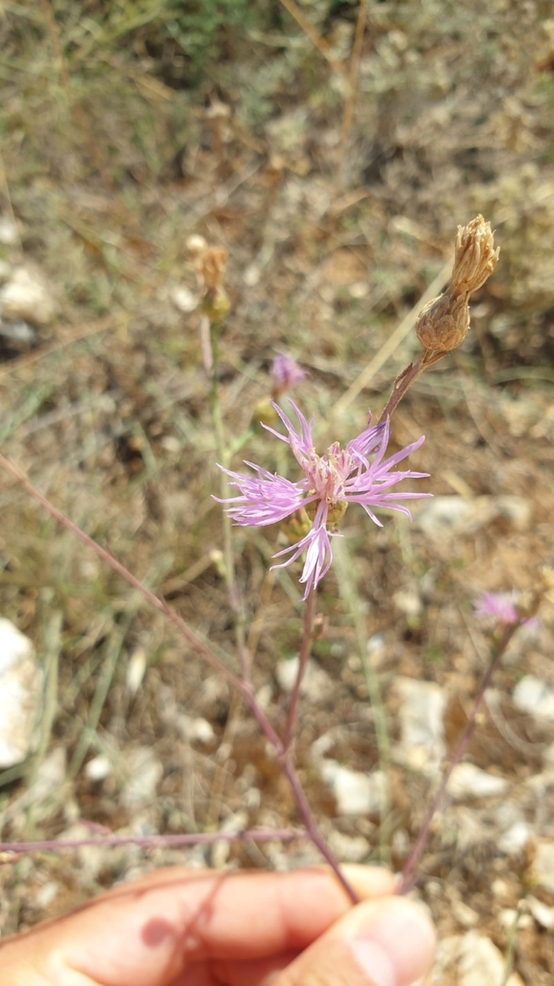 Centaurea cristata photo 5
