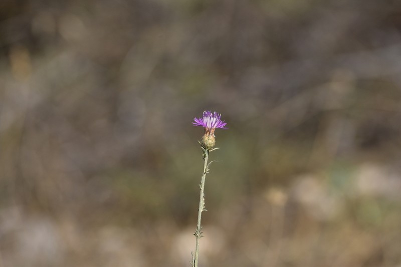 Centaurea cristata photo 6