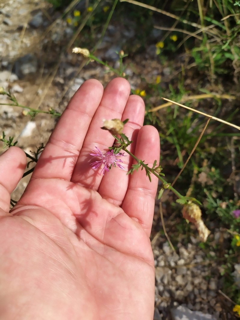 Centaurea cristata photo 7
