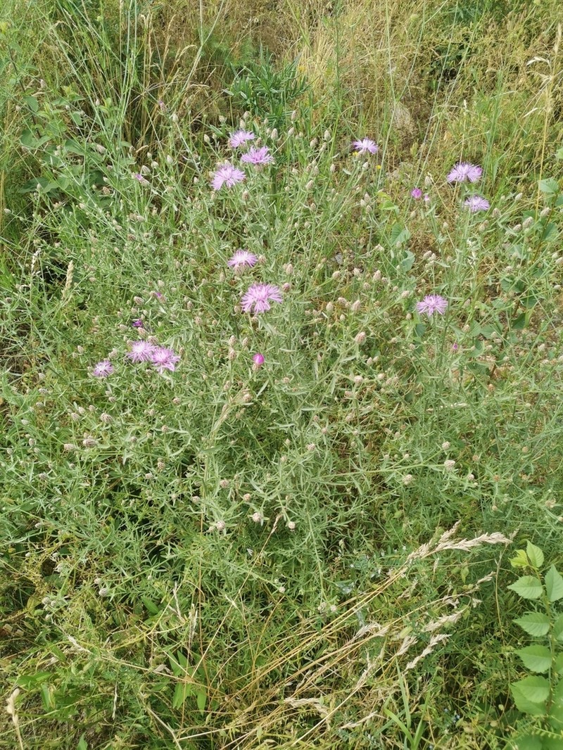 Centaurea cristata photo 8