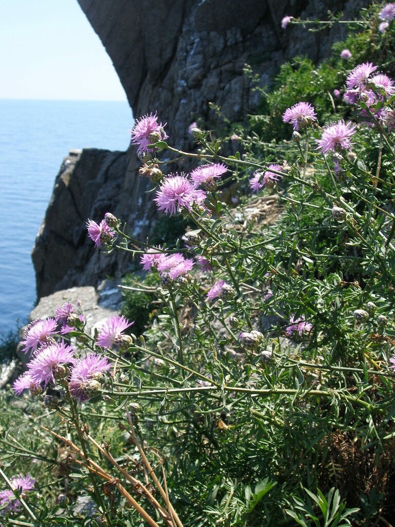 Centaurea crithmifolia