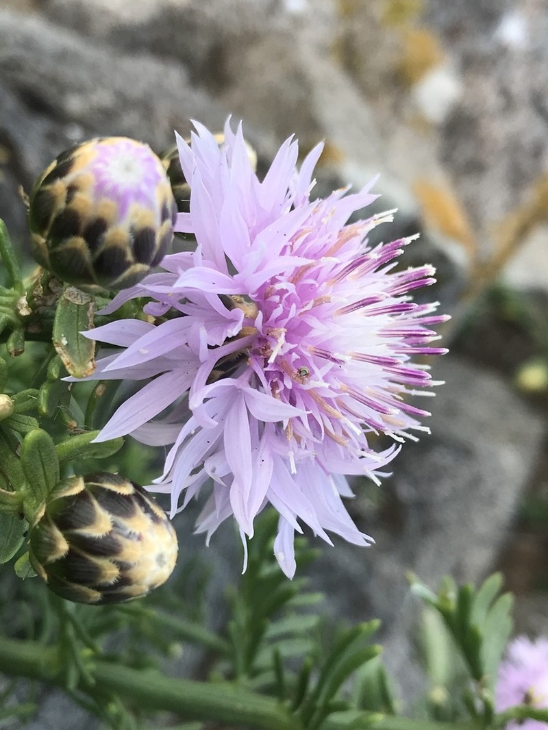 Centaurea crithmifolia photo 2