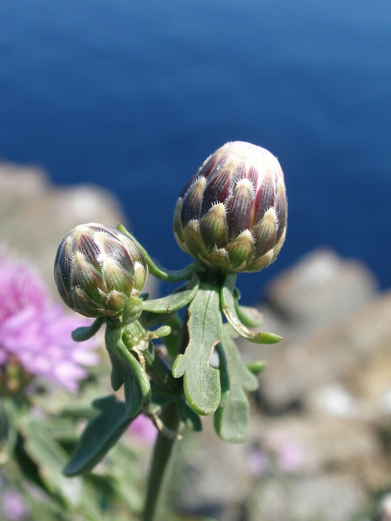 Centaurea crithmifolia photo 3