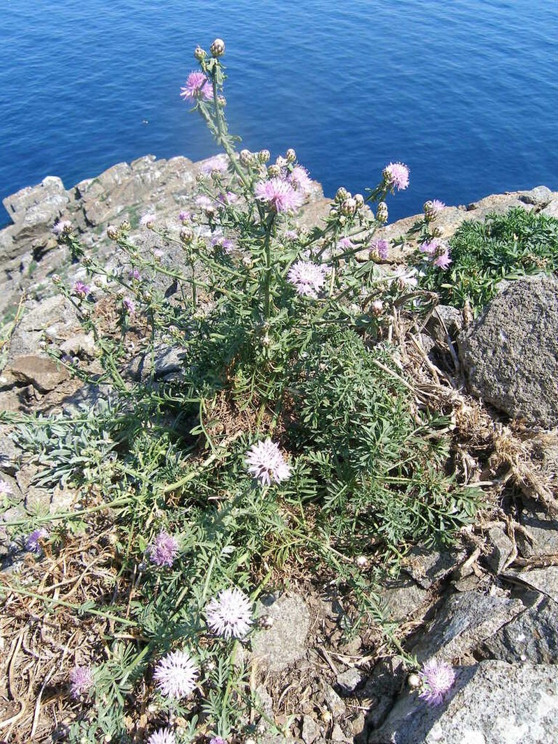 Centaurea crithmifolia photo 4