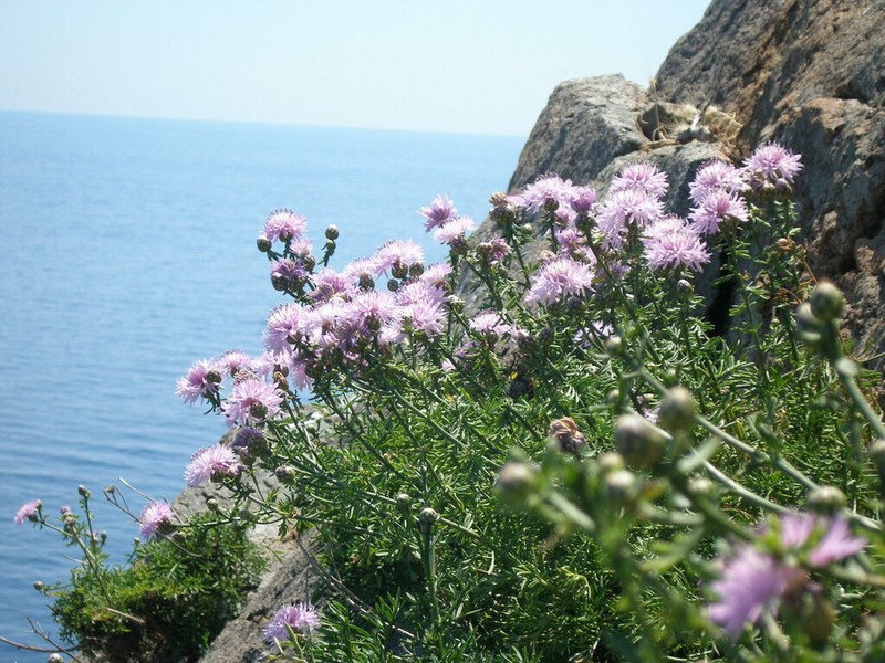 Centaurea crithmifolia photo 5