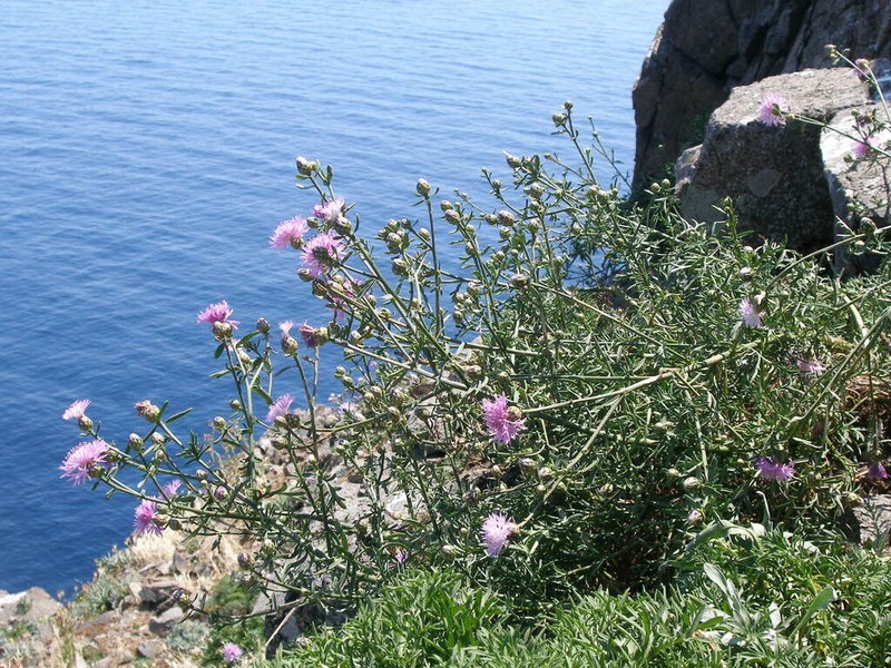 Centaurea crithmifolia photo 6