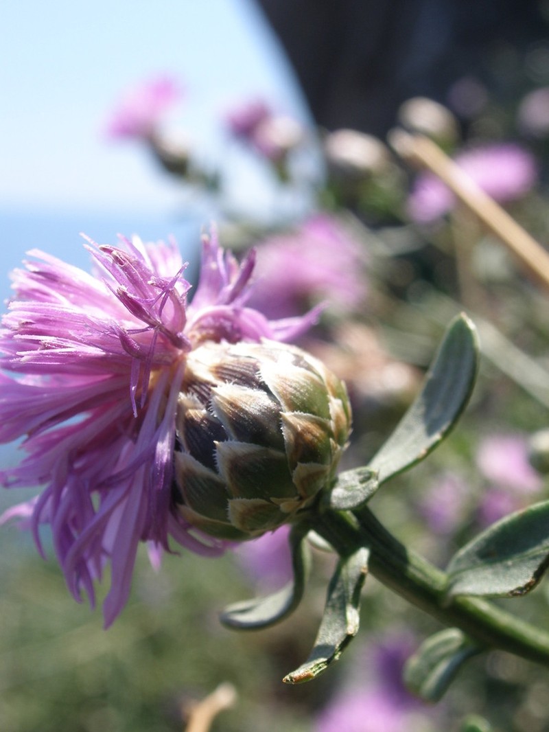 Centaurea crithmifolia photo 7