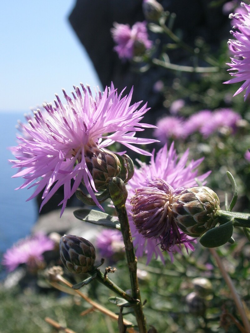 Centaurea crithmifolia photo 8