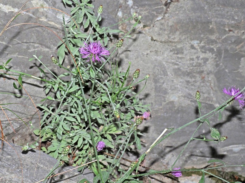 Centaurea cuneifolia photo 2