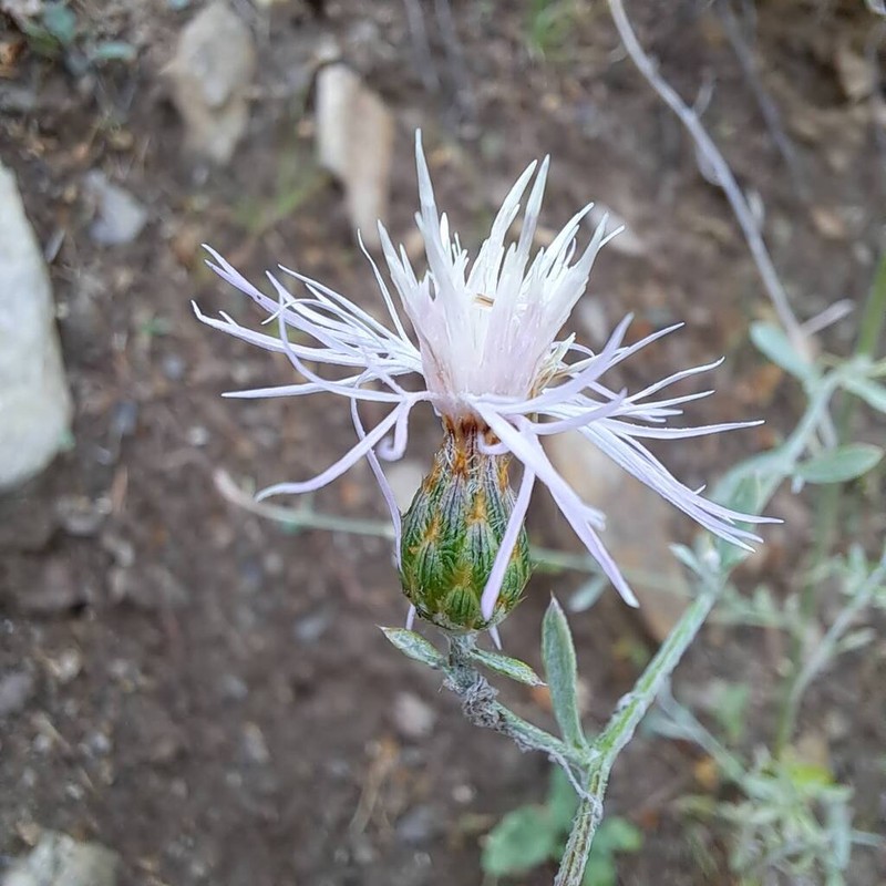 Centaurea cuneifolia photo 3