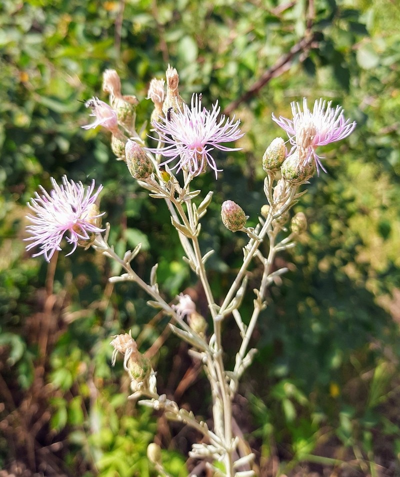 Centaurea cuneifolia photo 4