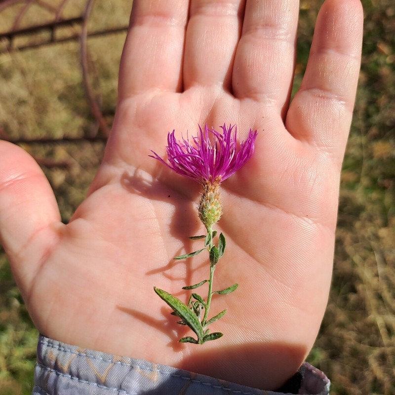 Centaurea cuneifolia photo 5