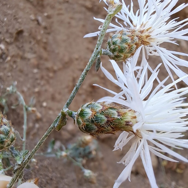 Centaurea cuneifolia photo 6