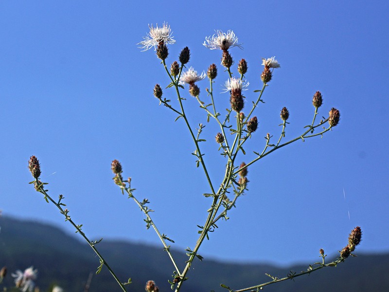 Centaurea cuneifolia photo 7
