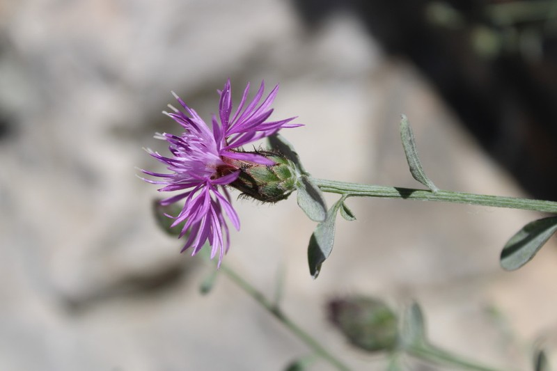 Centaurea cuneifolia photo 8