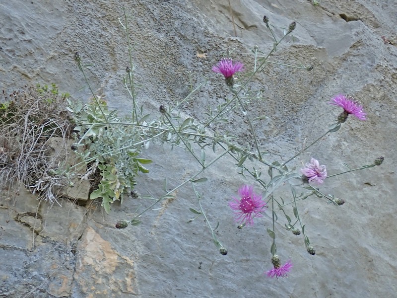 Centaurea cuneifolia subsp. cuneifolia