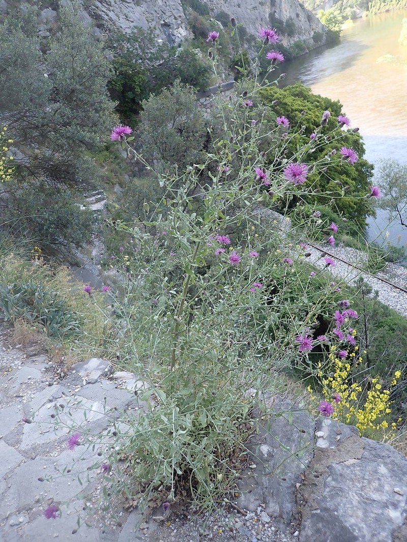 Centaurea cuneifolia subsp. cuneifolia photo 2