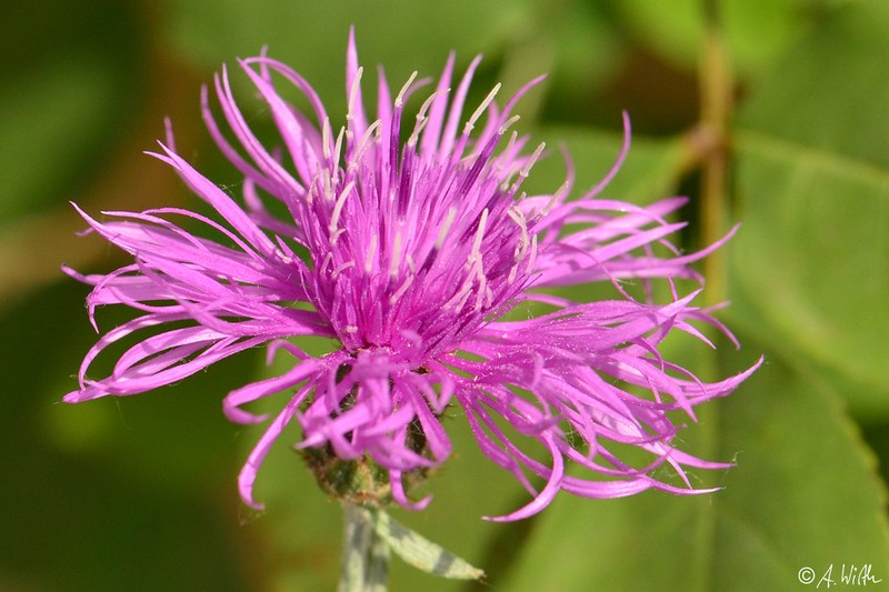 Centaurea cuneifolia subsp. pallida