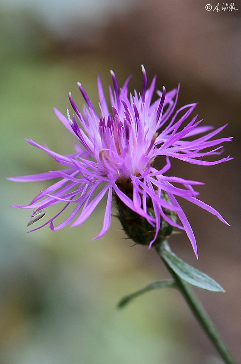 Centaurea cuneifolia subsp. pallida photo 2