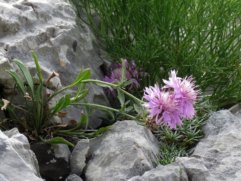 Centaurea cuspidata