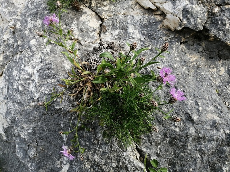 Centaurea cuspidata photo 2