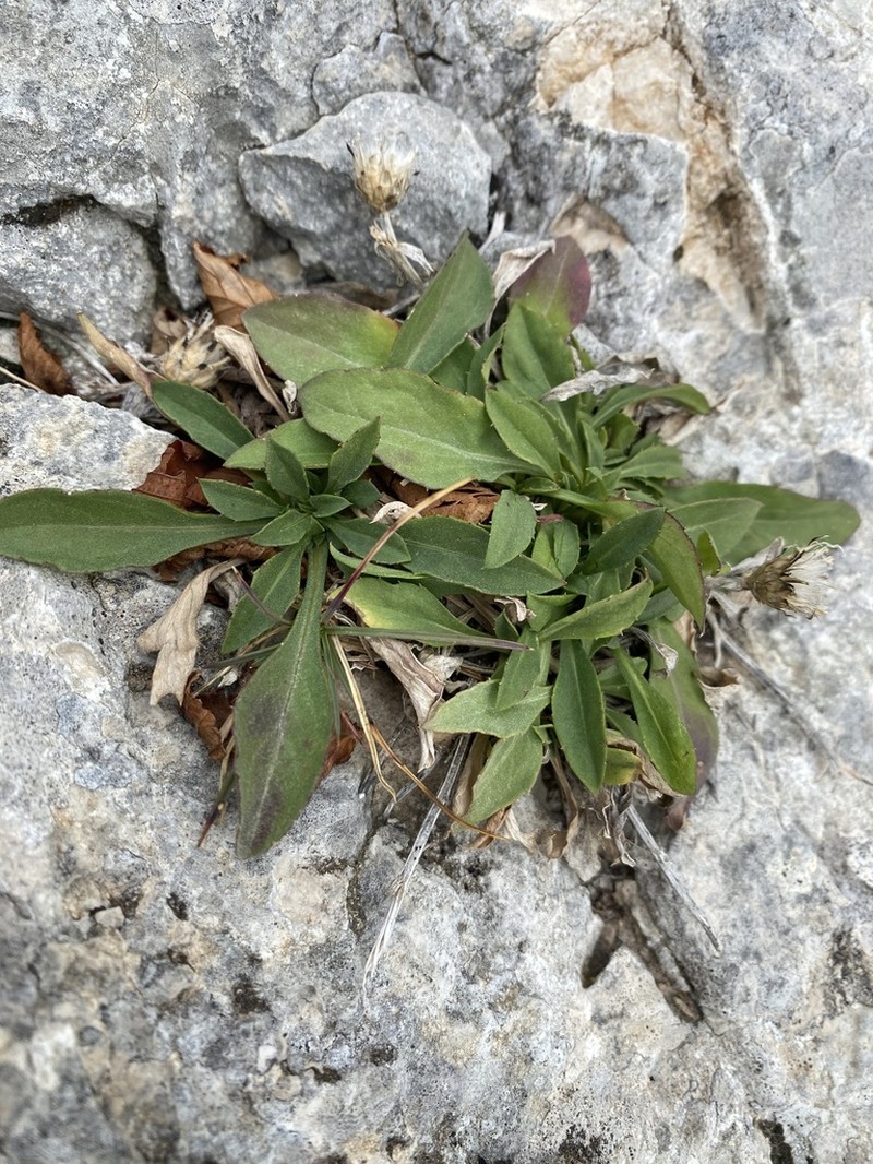 Centaurea cuspidata photo 3