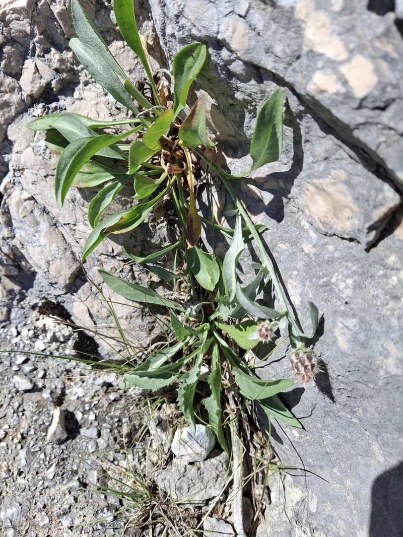 Centaurea cuspidata photo 4