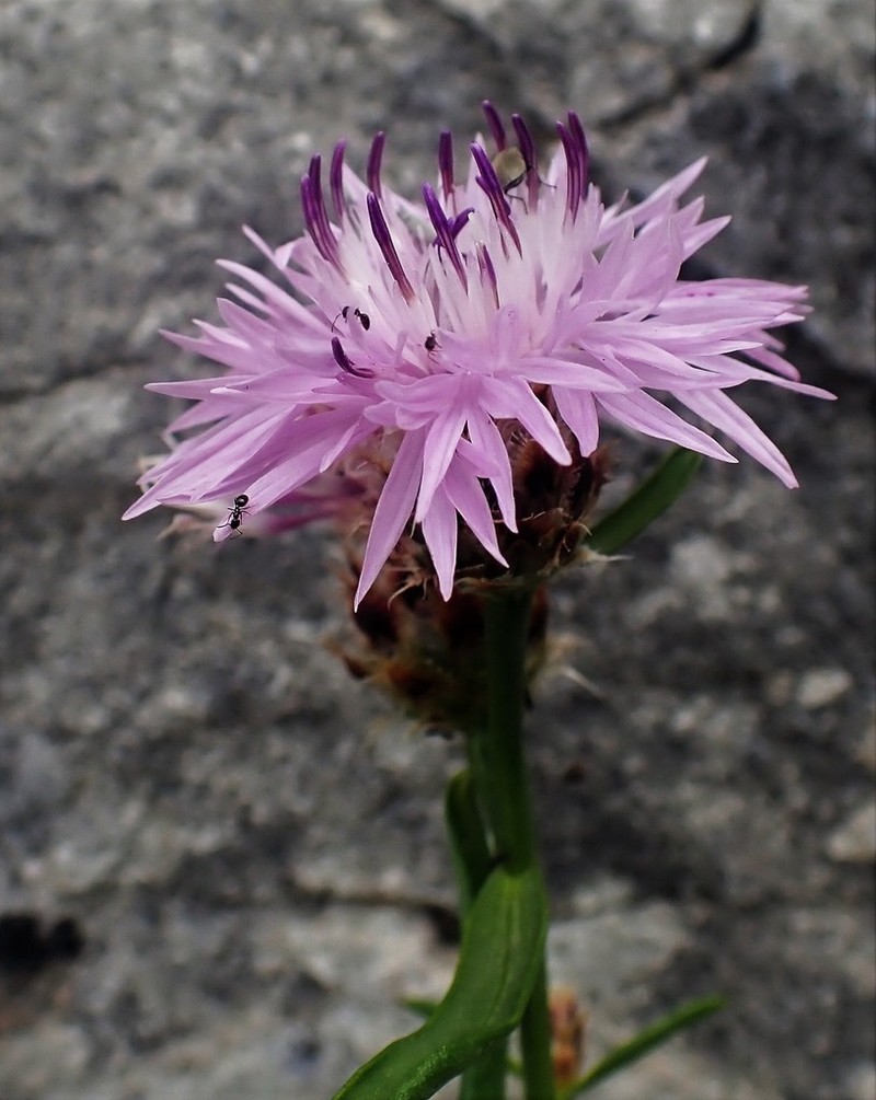 Centaurea cuspidata photo 5