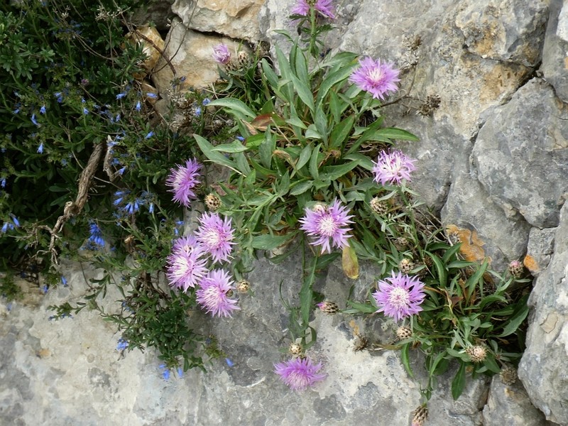 Centaurea cuspidata photo 6