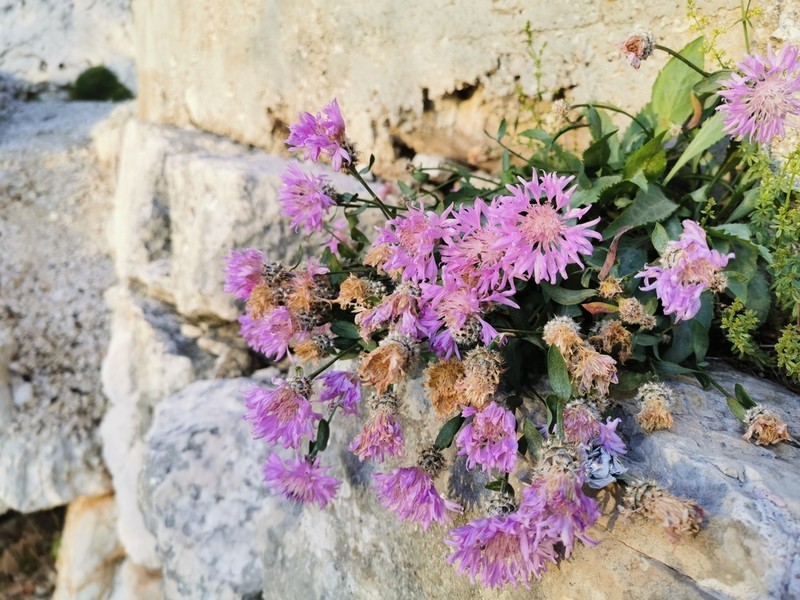 Centaurea cuspidata photo 7
