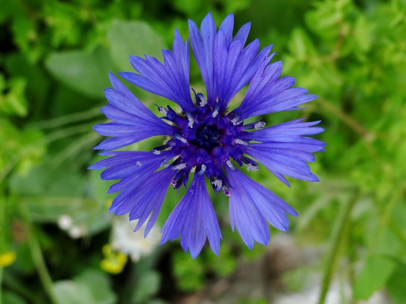 Centaurea cyanoides