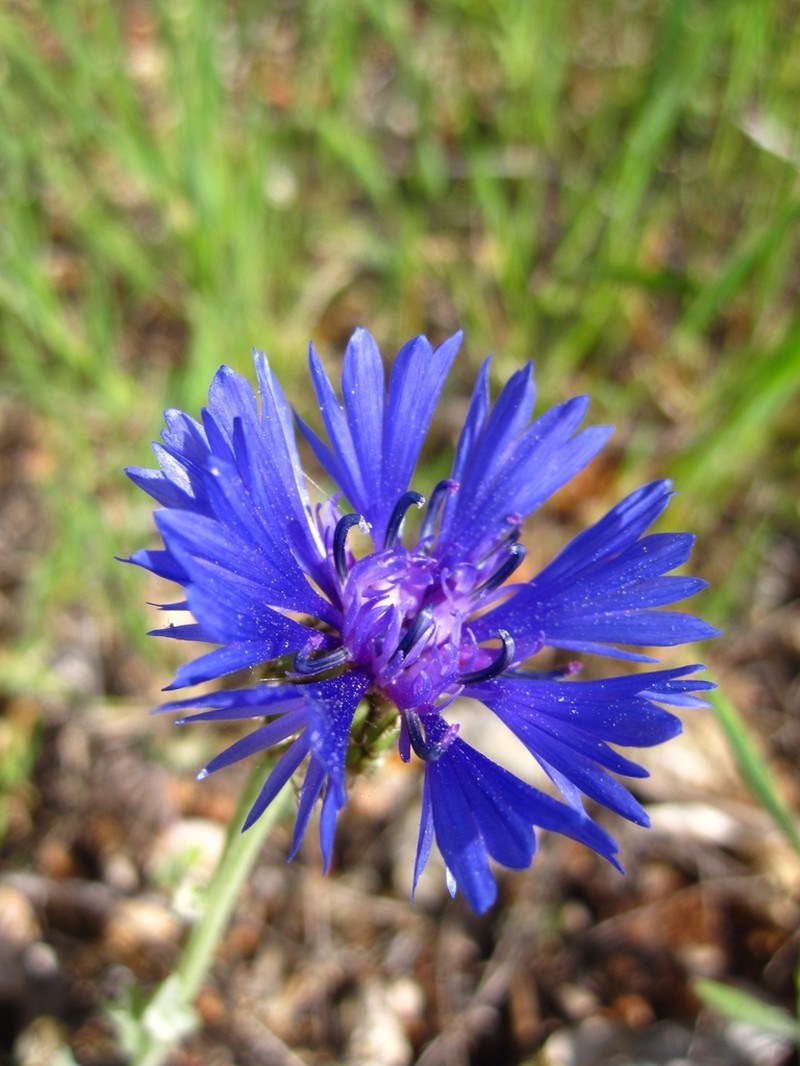 Centaurea cyanoides photo 2