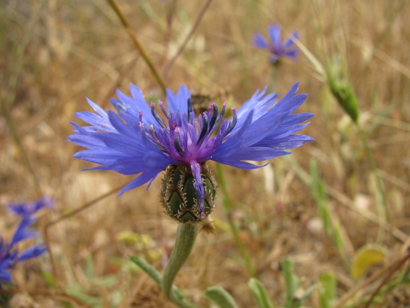 Centaurea cyanoides photo 3