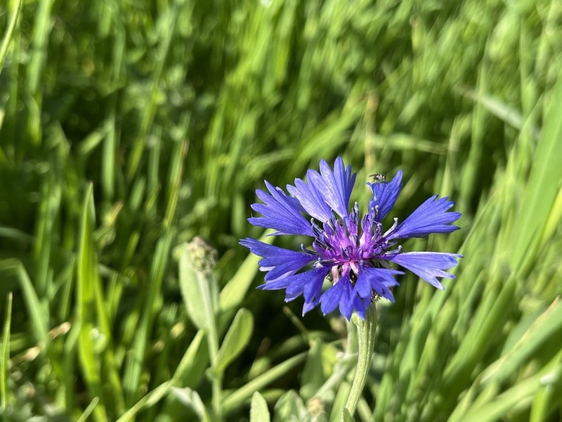 Centaurea cyanoides photo 4
