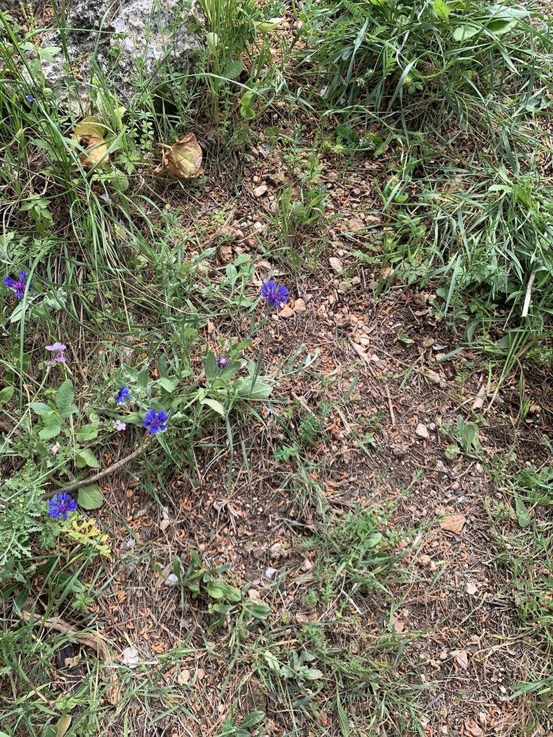 Centaurea cyanoides photo 5