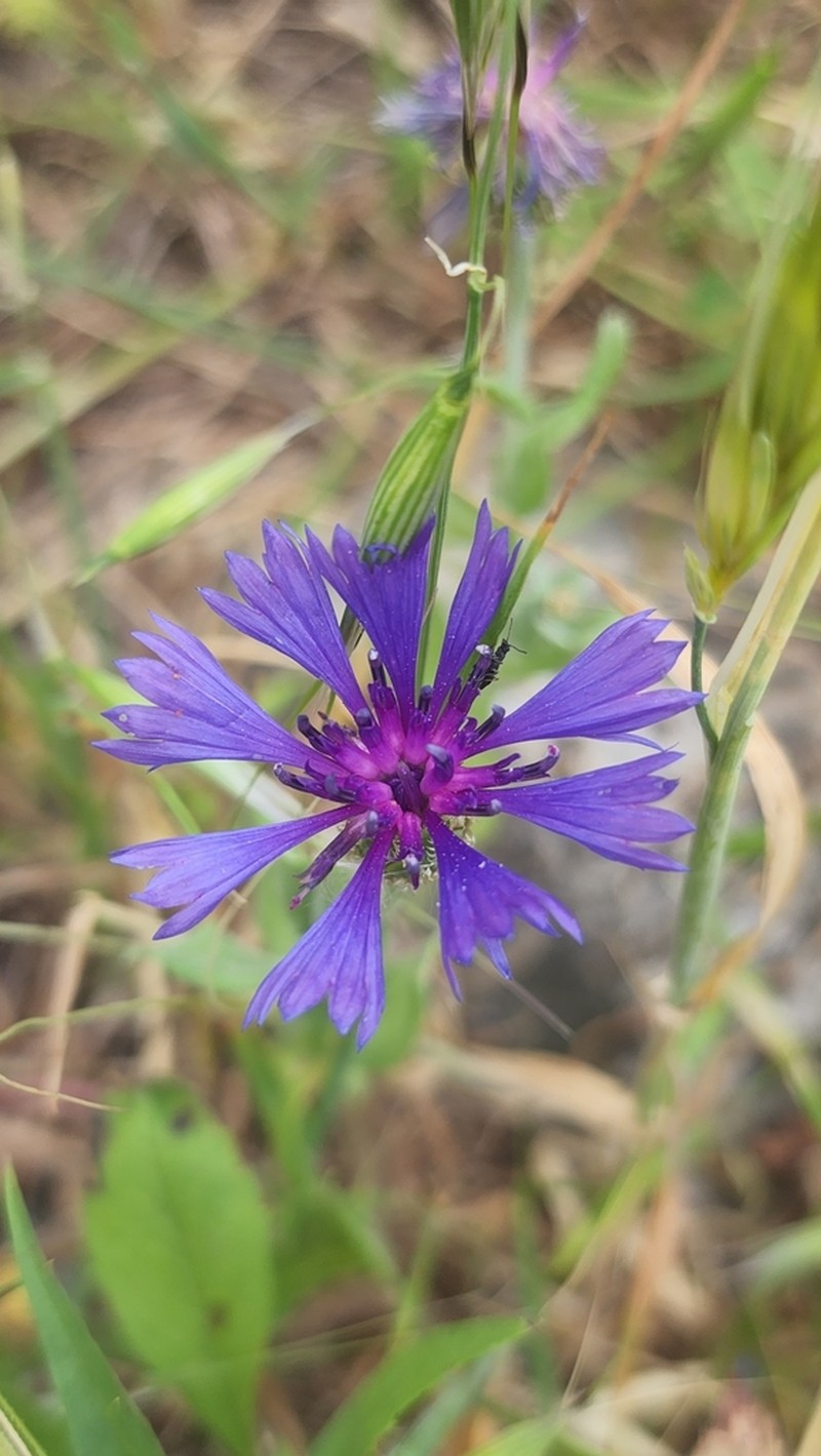 Centaurea cyanoides photo 6