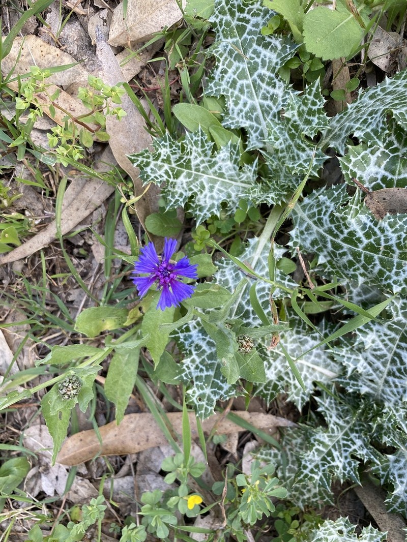 Centaurea cyanoides photo 7