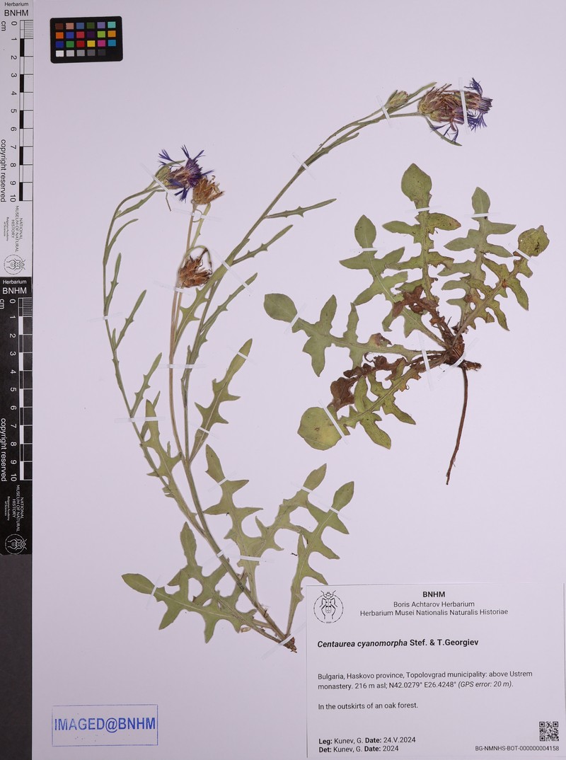 Centaurea cyanomorpha