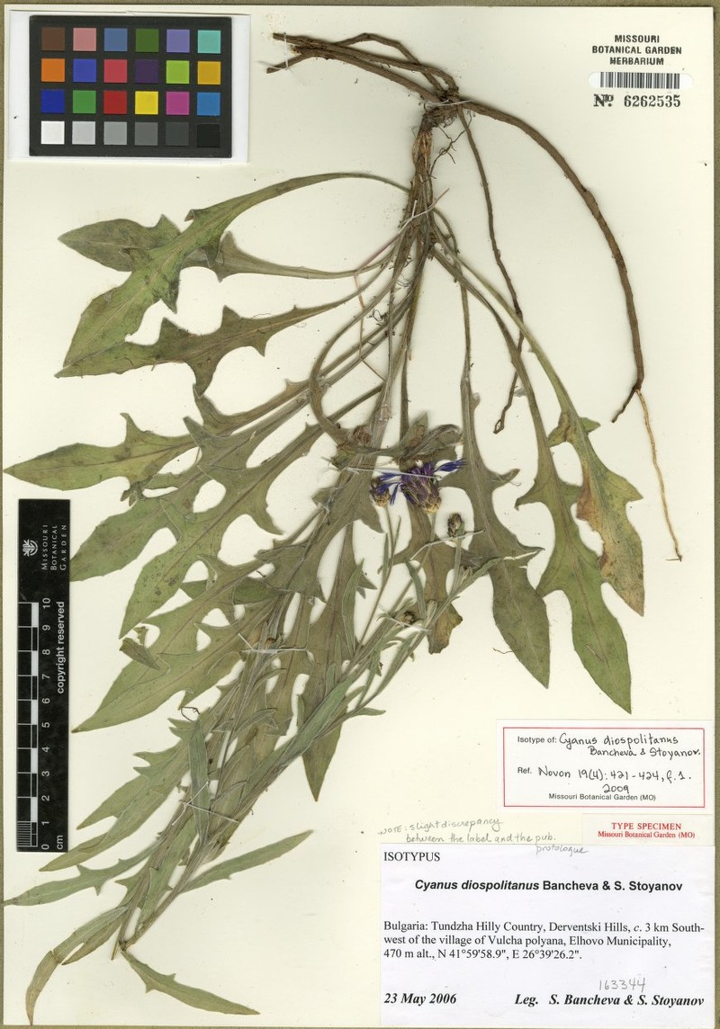 Centaurea cyanomorpha photo 2