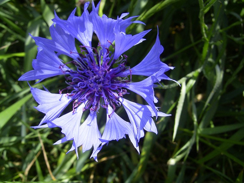Garden Cornflower photo 2