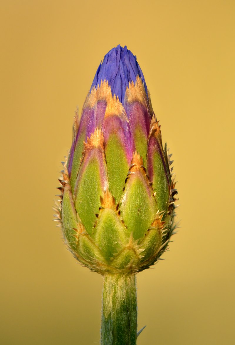 Garden Cornflower photo 3