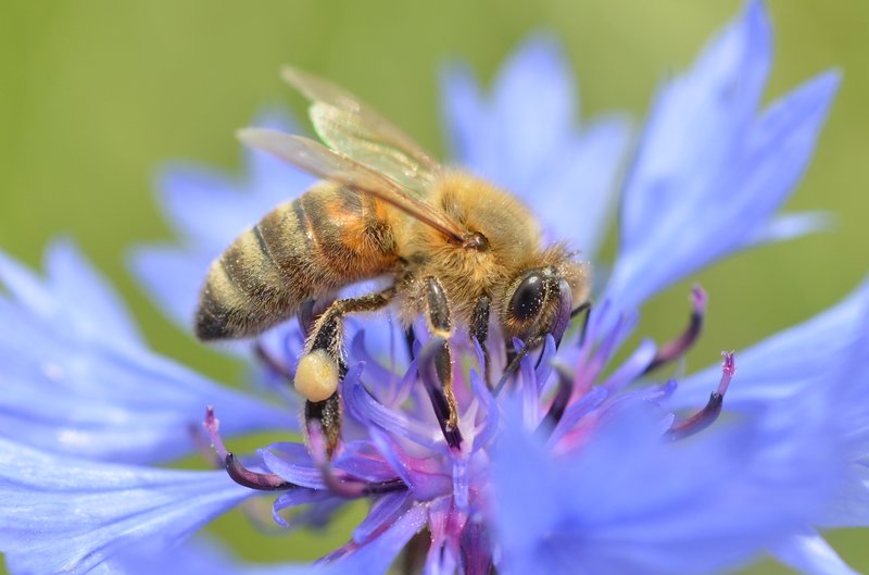 Garden Cornflower photo 5