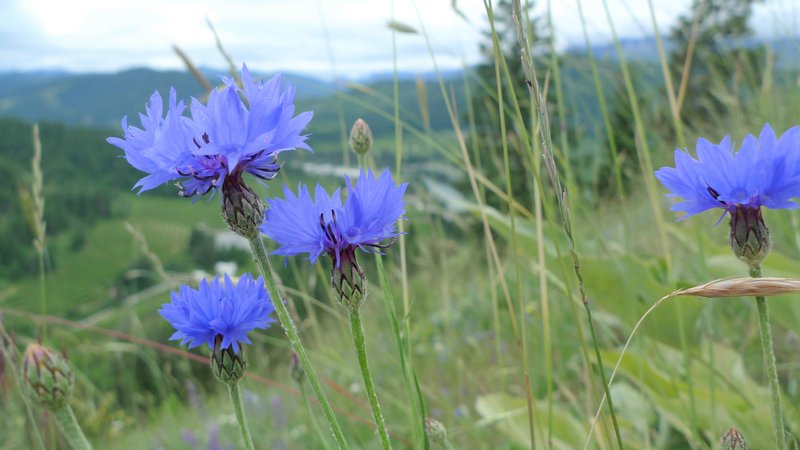 Garden Cornflower photo 6