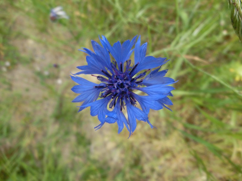 Garden Cornflower