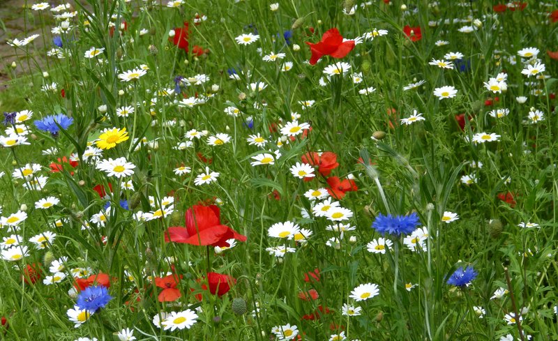 Garden Cornflower photo 7