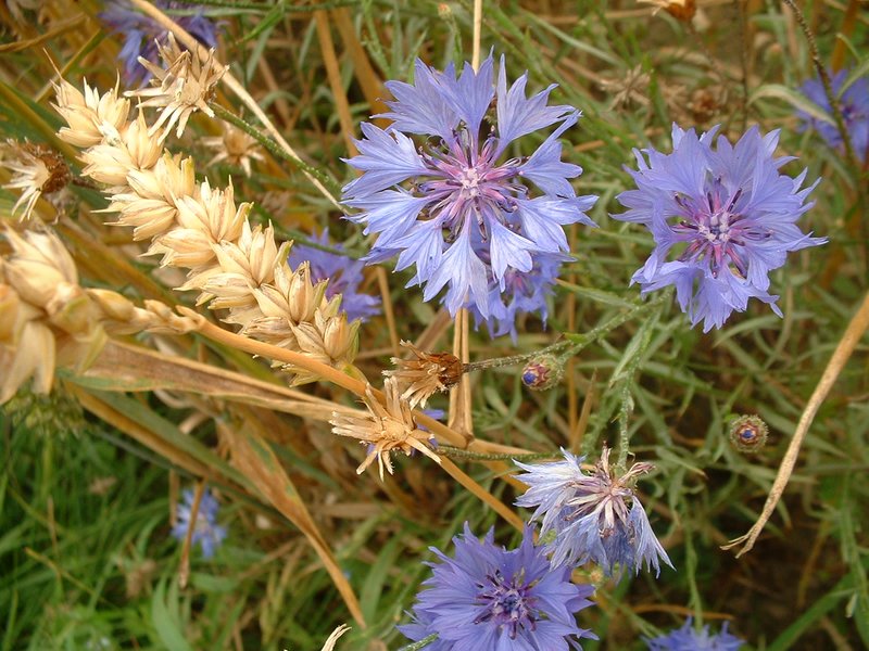 Garden Cornflower photo 8