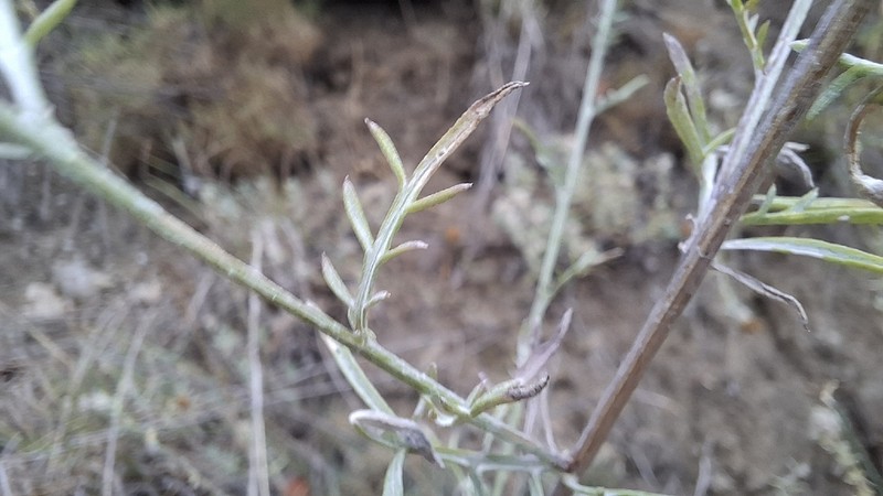 Centaurea cylindrocephala photo 2