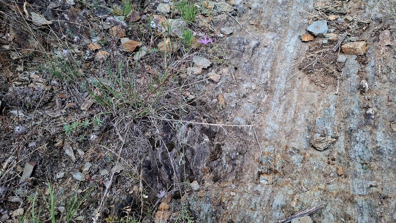 Centaurea cylindrocephala photo 3